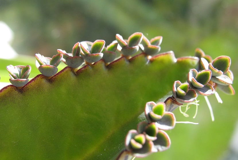 Bryophyllum daigremontianum: cuidados, riego y toxicidad