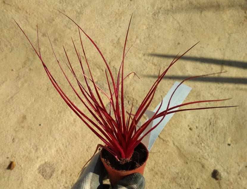 × Neophytum 'Burgundy Hill' de tonos vinosos en maceta