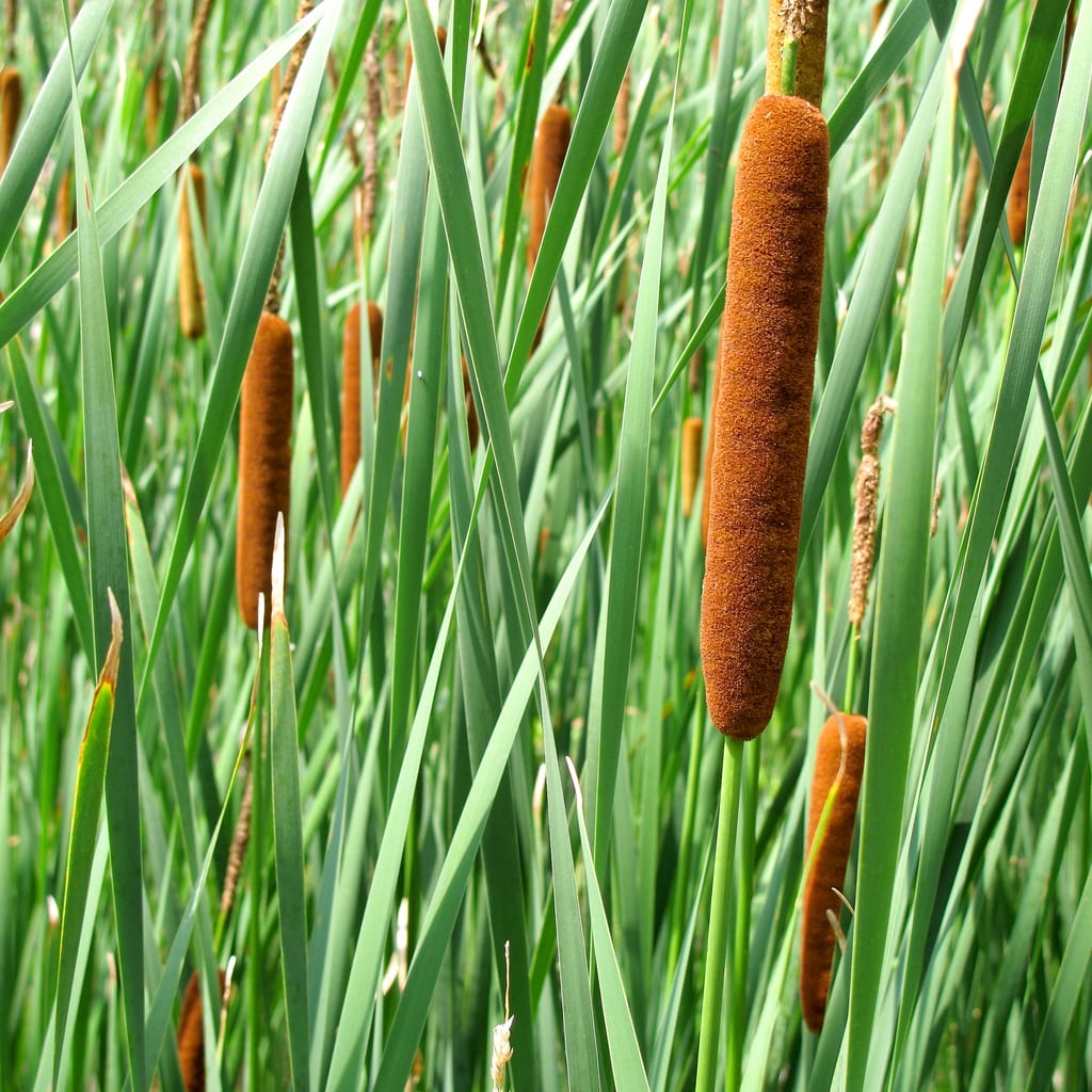 Espadaña (Typha): cultivo, poda y control del rizoma