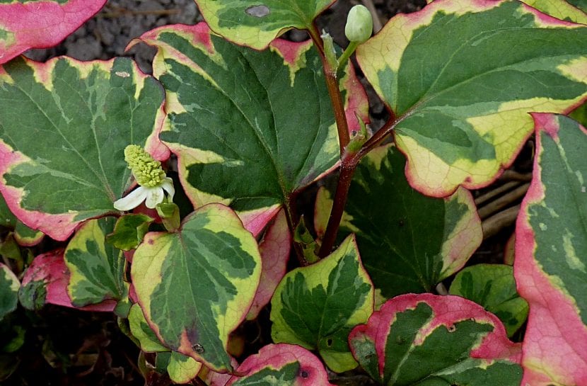 Hojas jaspeadas en verde, crema y rojo de la planta camaleón