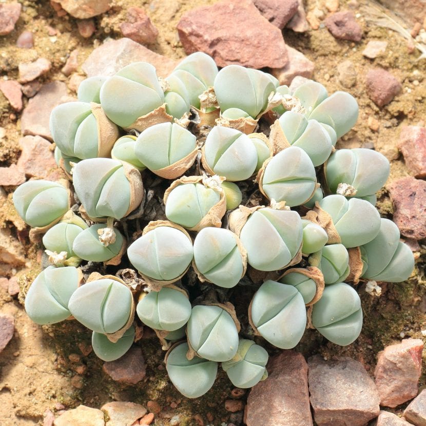 Gibbaeum dispar en maceta, con el par de hojas asimétrico característico