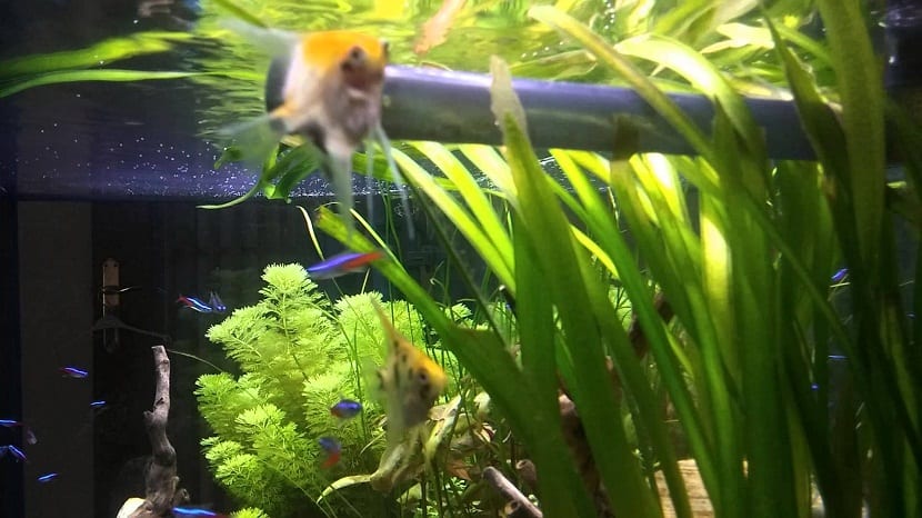 Vallisneria gigantea: características, cuidados y poda correcta