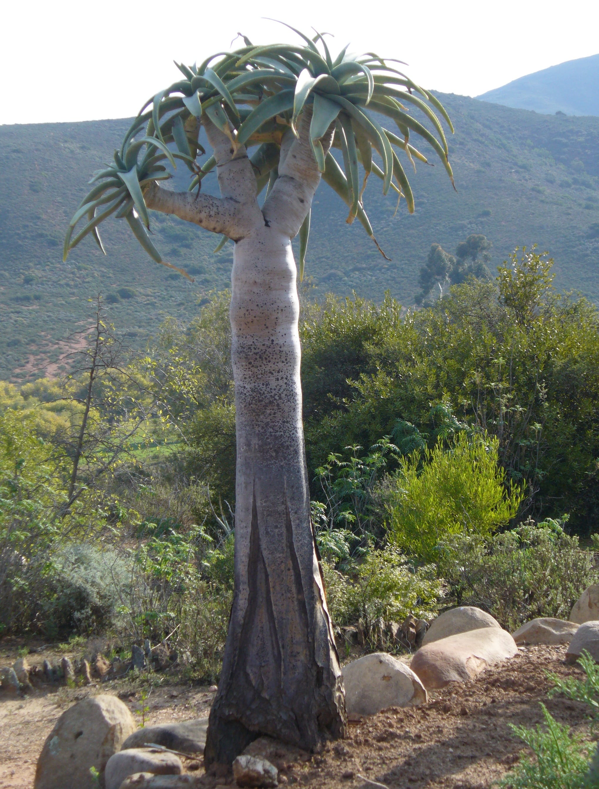 Ejemplar adulto de Aloidendron pillansii con su tronco grisáceo y las rosetas terminales