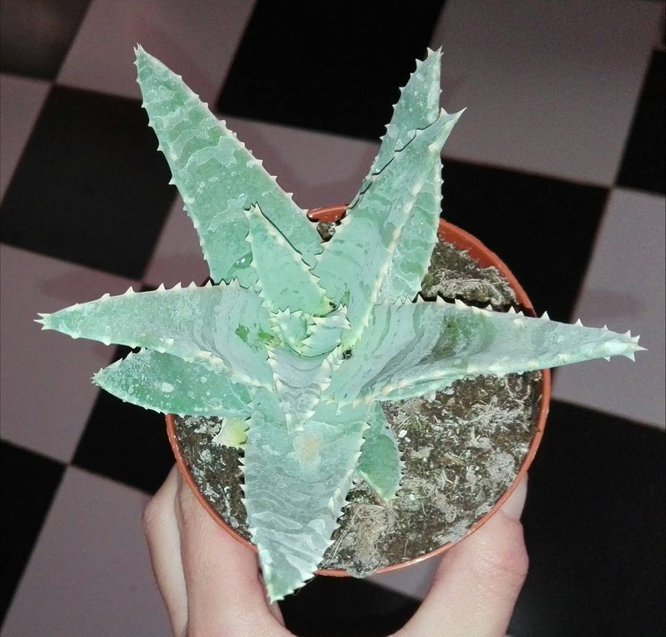 Ejemplar joven de Aloe pillansii en cultivo