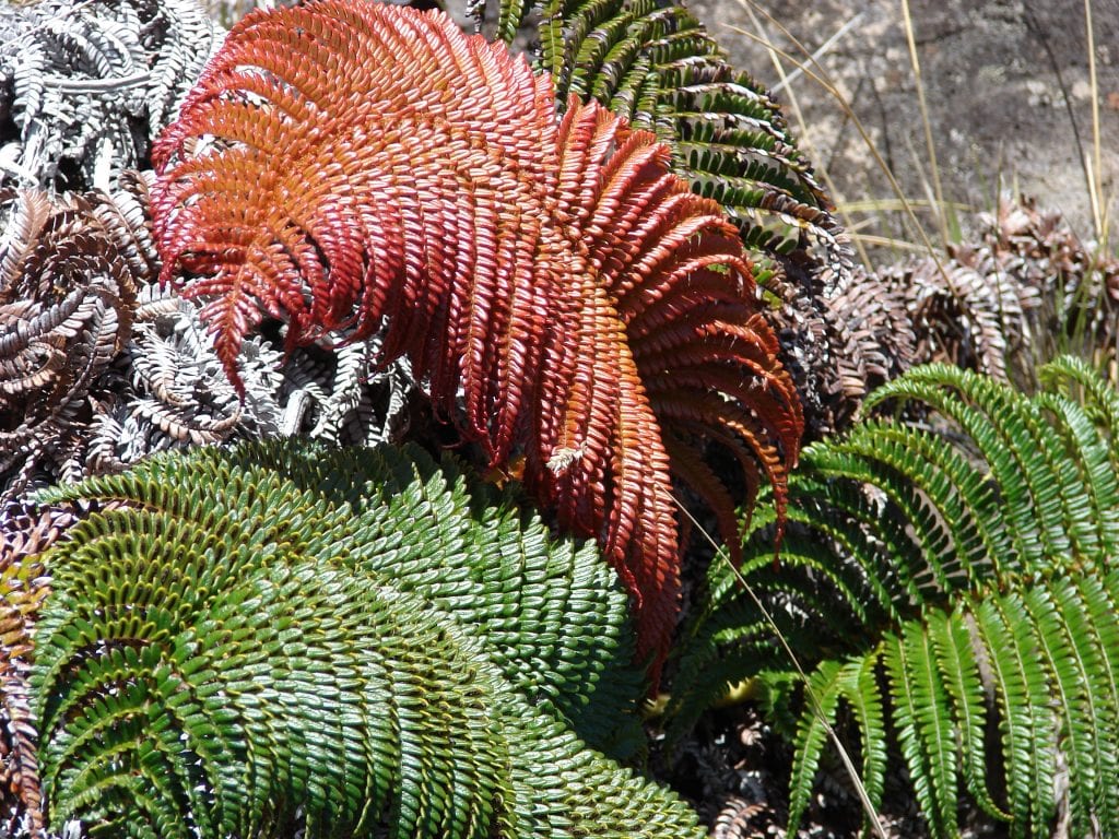 Sadleria cyatheoides: el helecho amaʻu de las coladas de lava