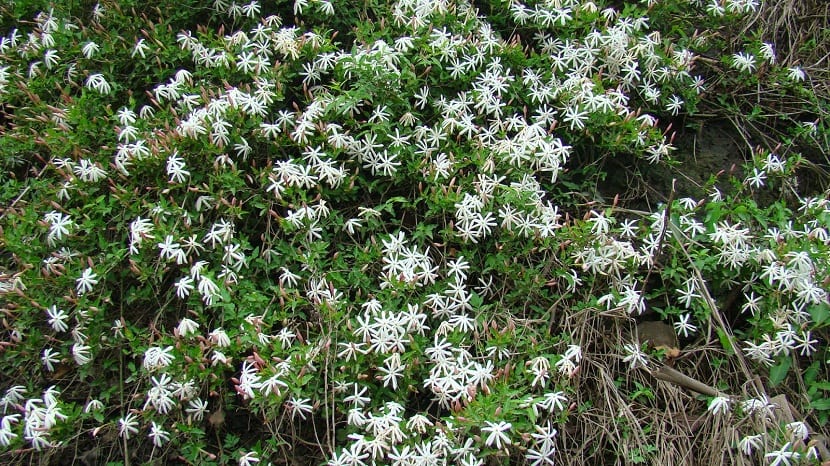 Jasminum multipartitum: el jazmín estrella africano