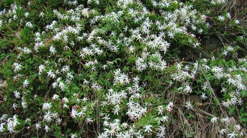 Flor blanca abierta del Jasminum multipartitum
