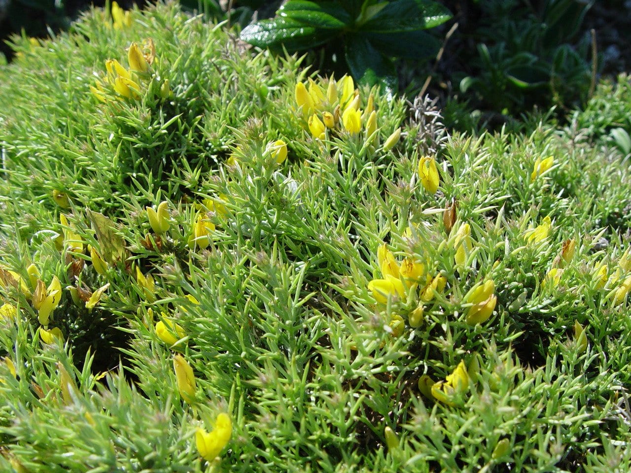 La aliaga (Genista scorpius): qué es, usos y jardinería