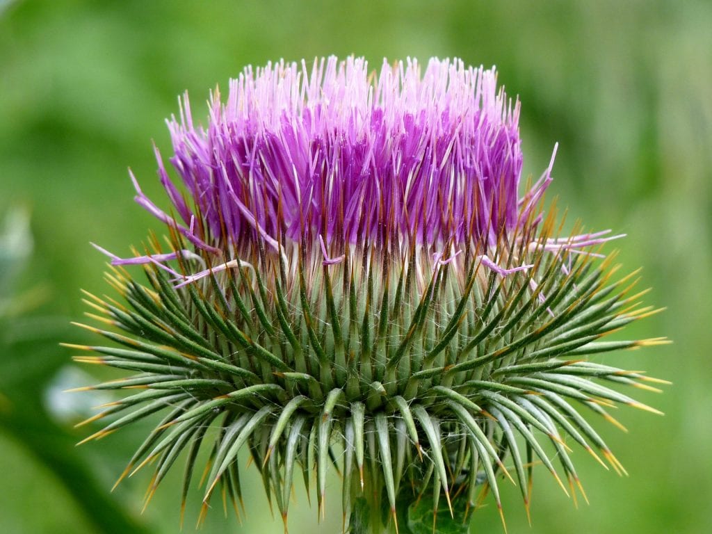 Cardo borriquero (Onopordum acanthium): ciclo, usos y control