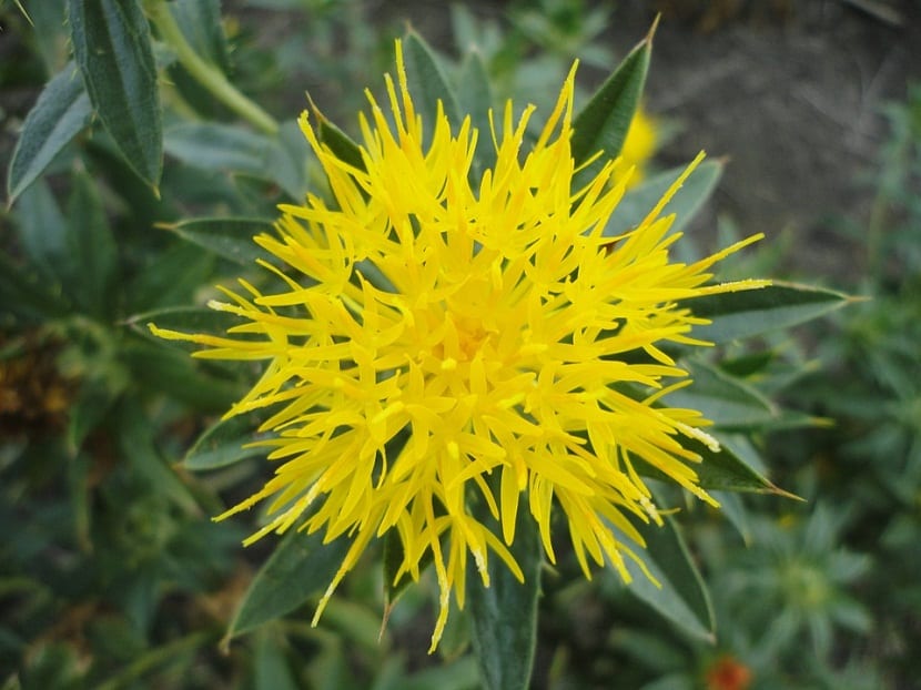 Capítulo de cártamo en flor
