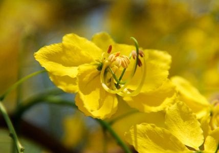 Flor amarilla de la cassia