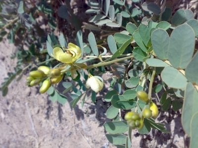 Planta de Senna italica