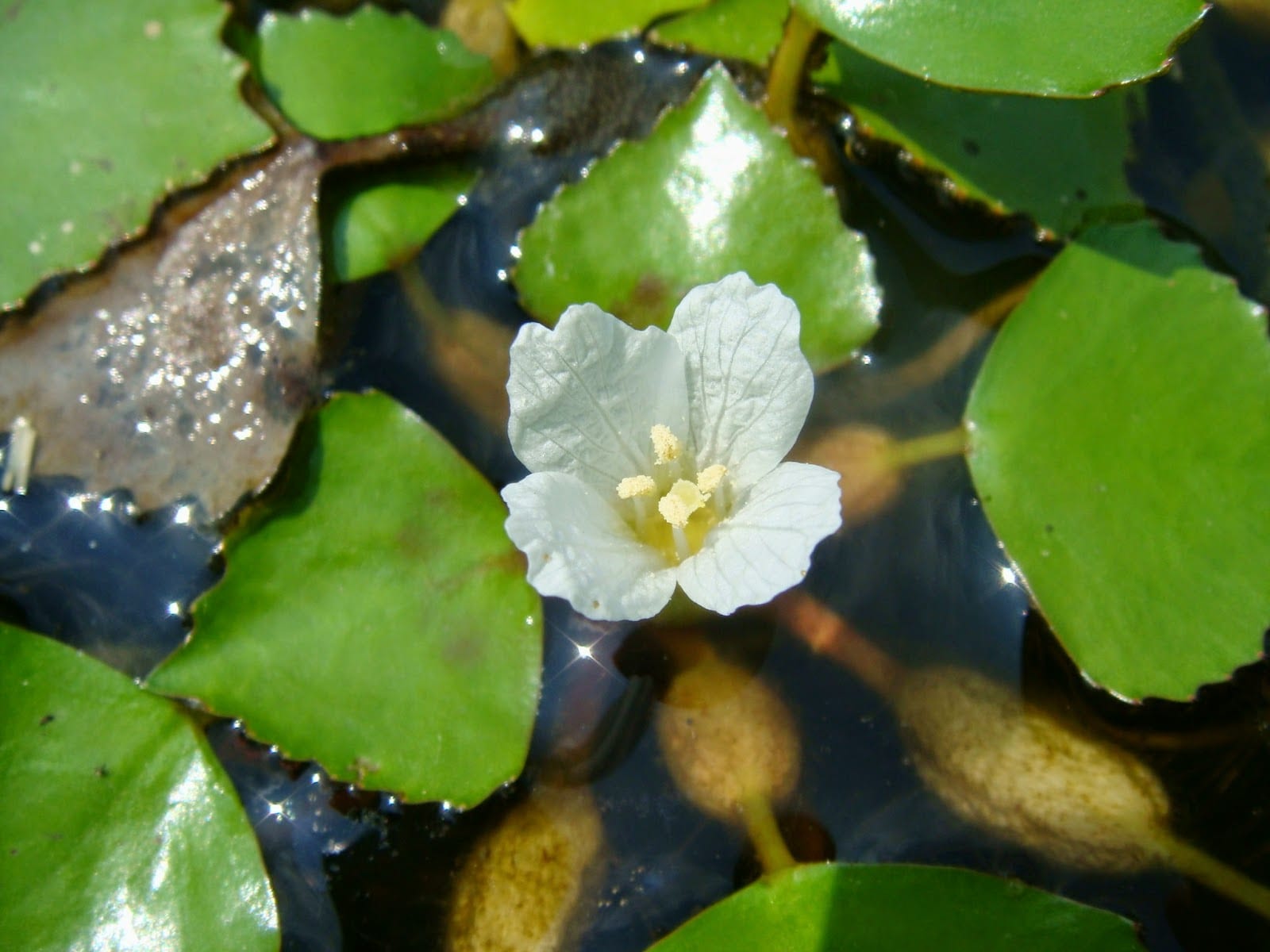 Castaña de agua: Trapa natans y Eleocharis dulcis
