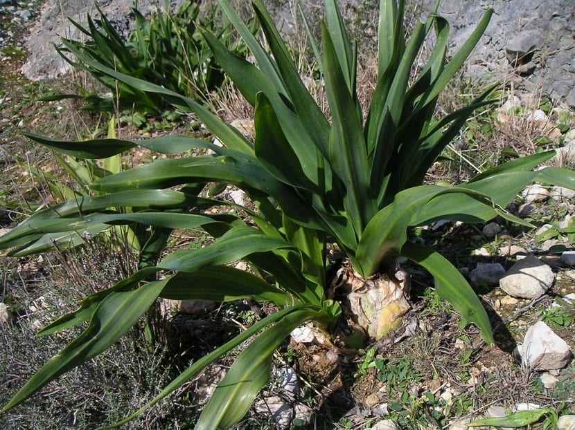 Roseta de hojas verdes y anchas de la cebolla albarrana en su fase invernal