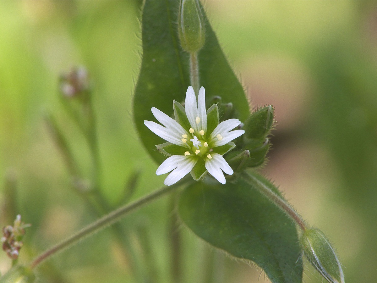 Cerastium fontanum: la mala hierba del césped