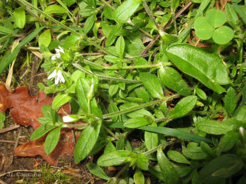 Tapiz rastrero de Cerastium con pequeñas flores blancas