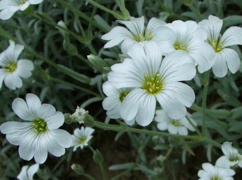 Mata de Cerastium tomentosum cubierta de flores blancas en mayo