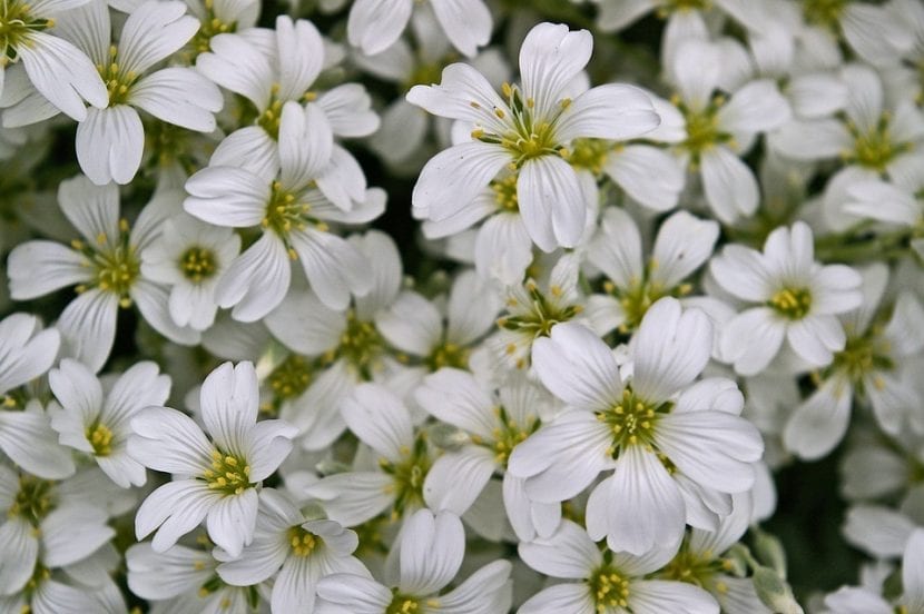 Detalle de las flores blancas de pétalos hendidos del cerastio