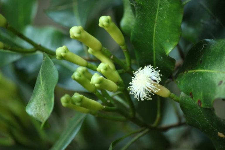Planta joven de clavo de olor con hojas coriáceas