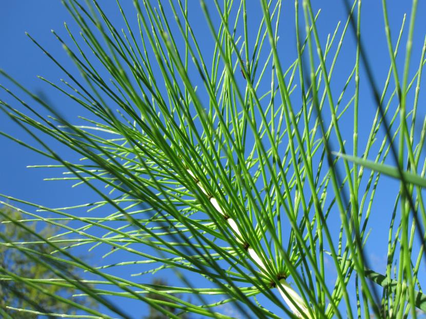 Cola de caballo (Equisetum): la planta, el rizoma y sus dos famas