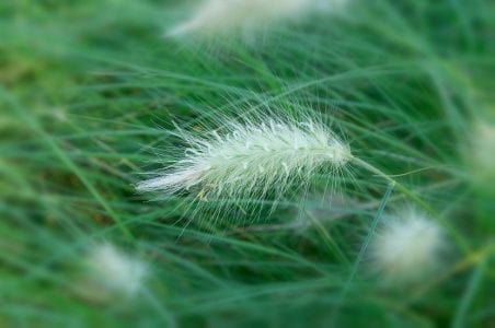 Espiga de Pennisetum vista de cerca