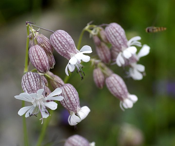 La colleja (Silene vulgaris): reconocerla, recogerla y cultivarla