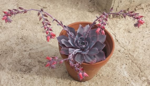Echeveria 'Afterglow' con roseta de tonos rosados y pruina