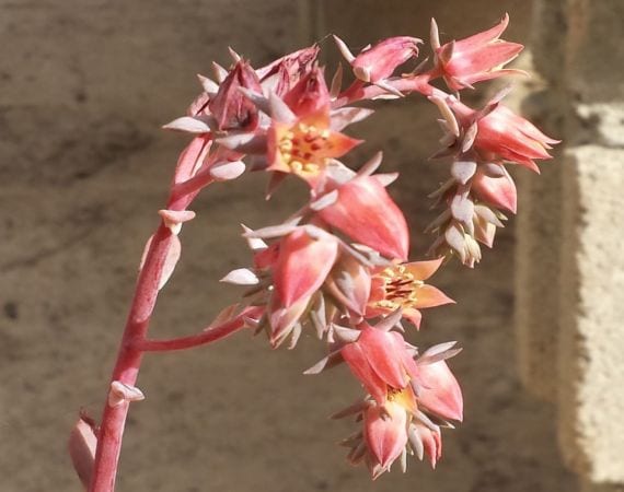 Flores de las Echeveria: la vara floral y el color otoñal