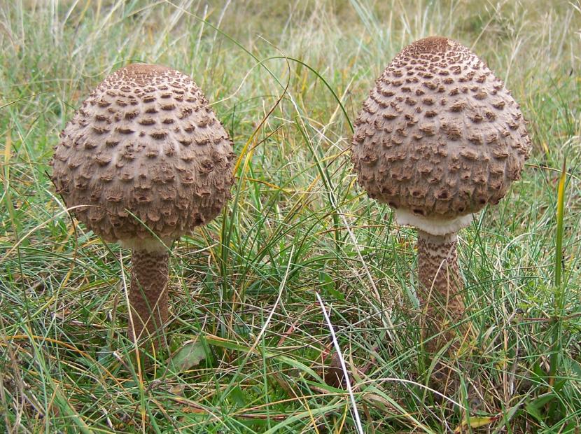 Ejemplar joven de Macrolepiota procera con el sombrero todavía cerrado en forma de baqueta