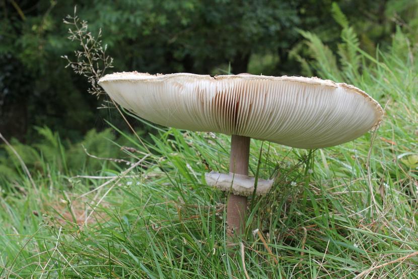 Ejemplar adulto de Macrolepiota procera con el sombrero abierto y el pie alto y jaspeado