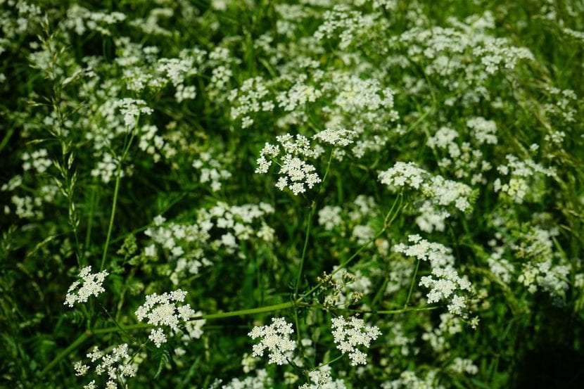 Planta de comino en flor con umbelas blancas