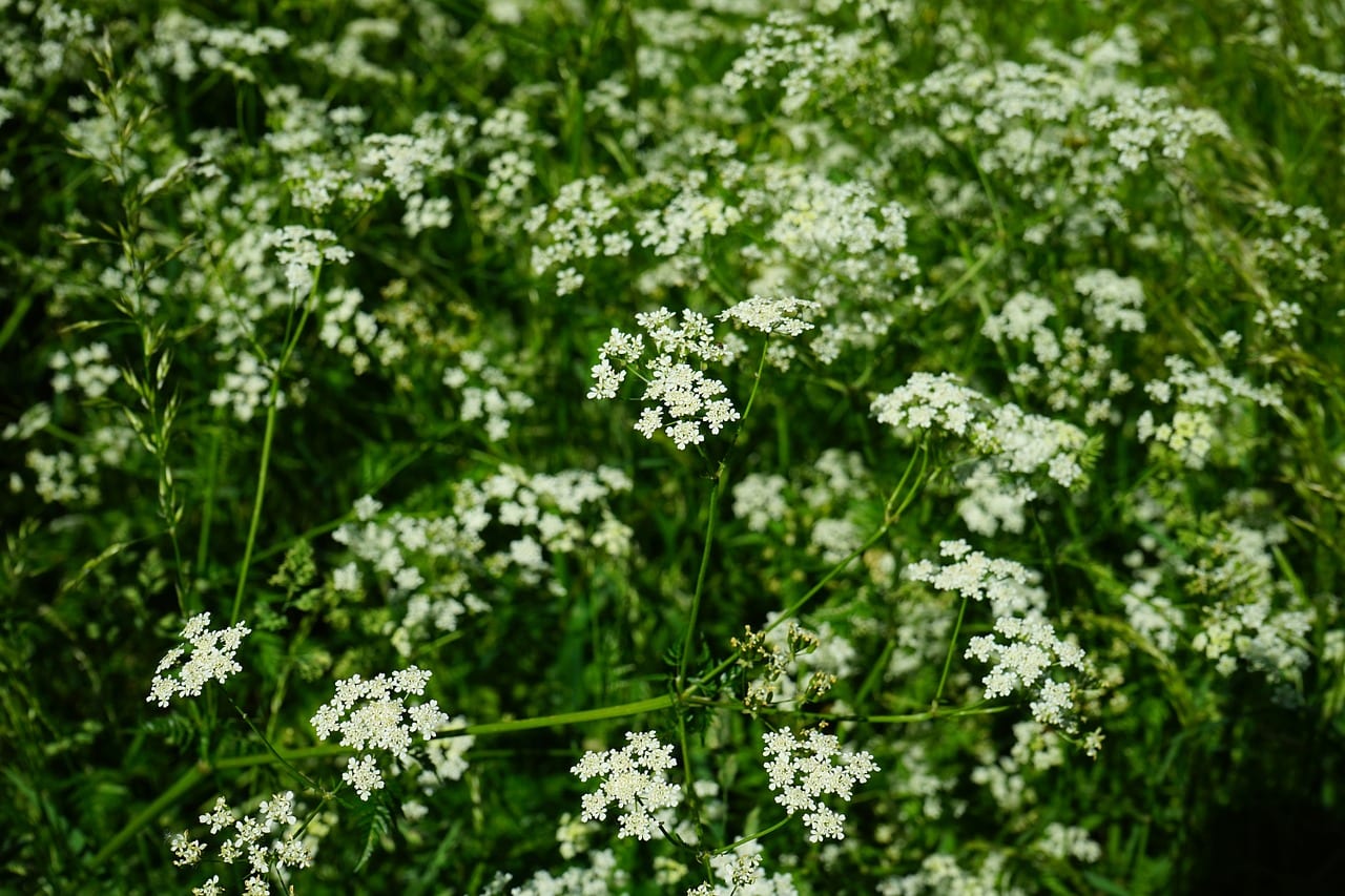 Comino (Cuminum cyminum): cultivo, secado y especies parecidas