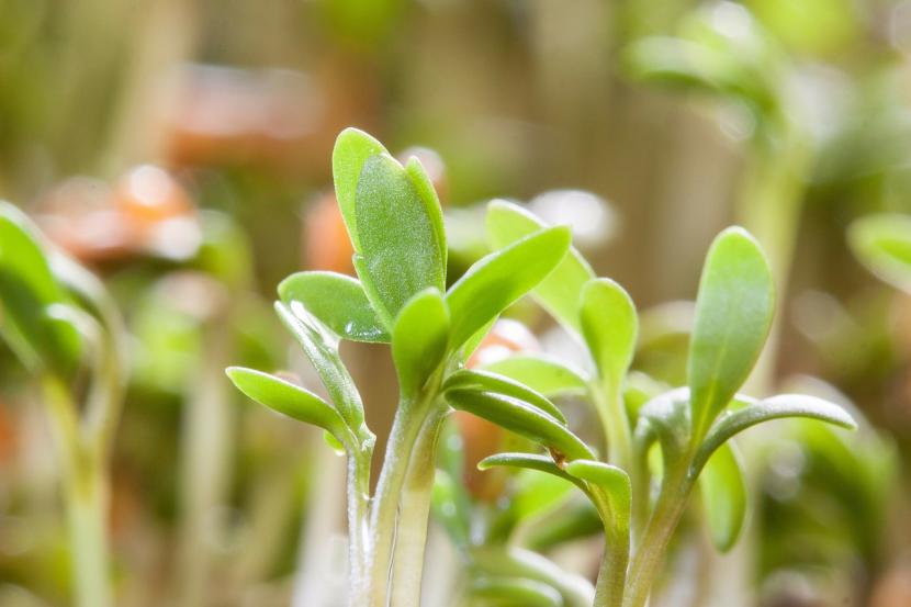 Absorción de nutrientes en las plantas explicada