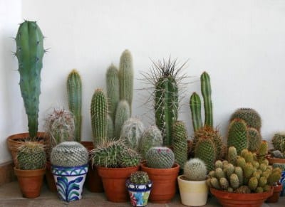 Colección de cactus en macetas