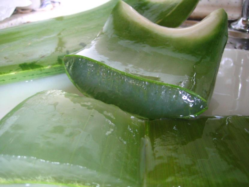 Cortar hojas de aloe vera sin dañar la planta