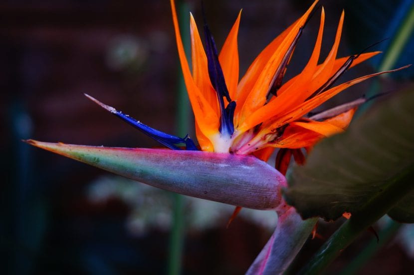 Flor de ave del paraíso con sépalos naranjas y pétalos azules