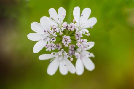 Cilantro en flor con sus umbelas blancas