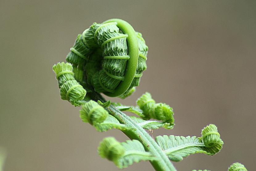 Cómo cultivar helechos en casa y en el jardín