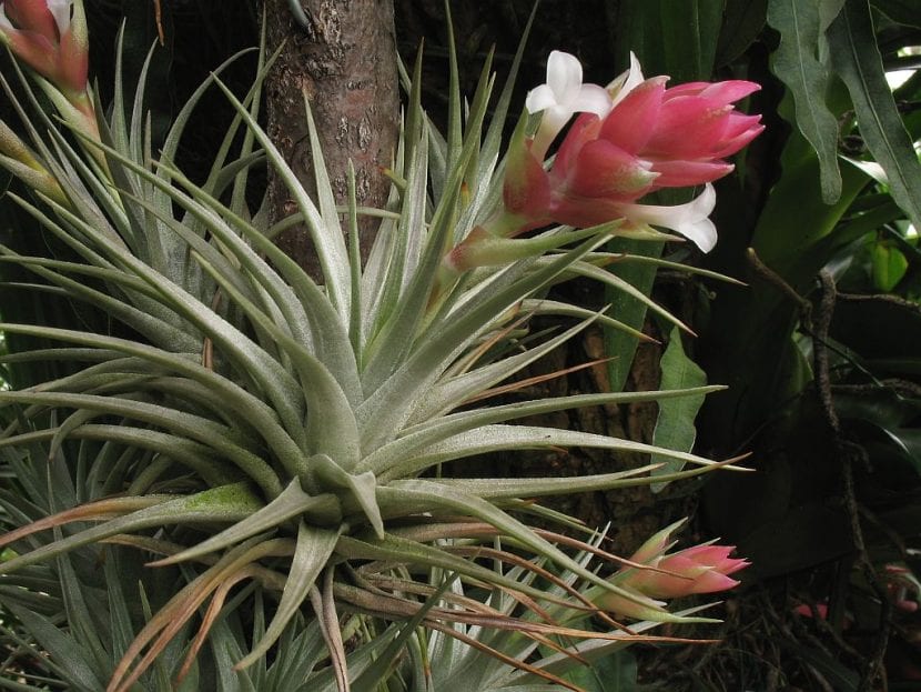 Tillandsia stricta var. albifolia en floración