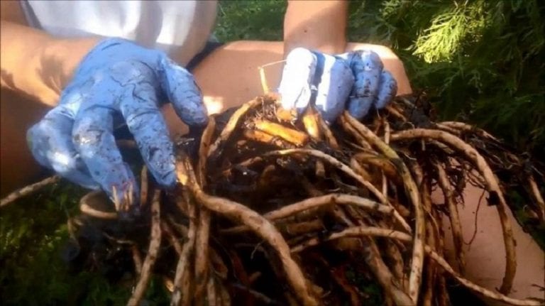 Raíces demasiado juntas y apelmazadas dentro de una maceta