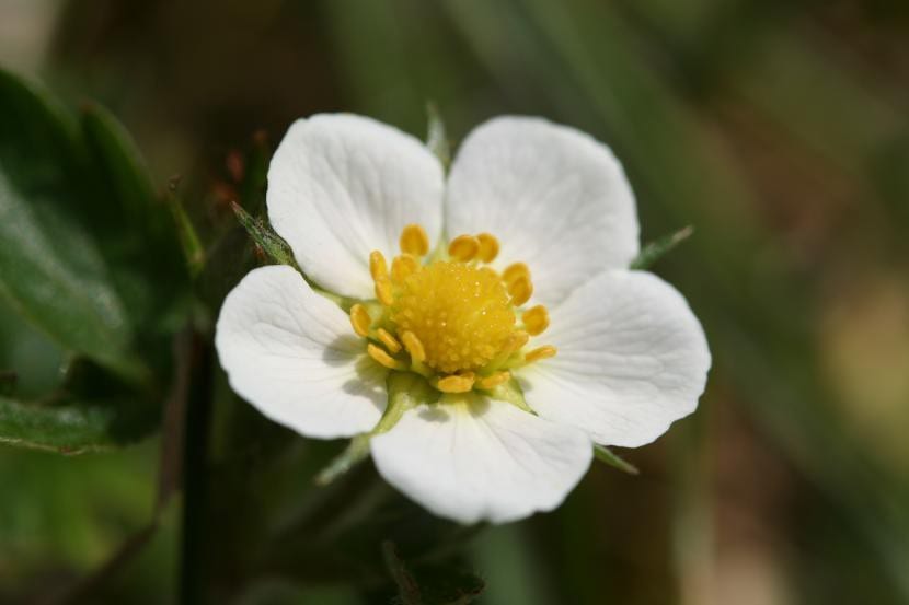 Flor blanca de Fragaria vesca, el fresal de bosque