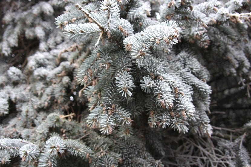 Cómo proteger las plantas de exterior del frío en invierno