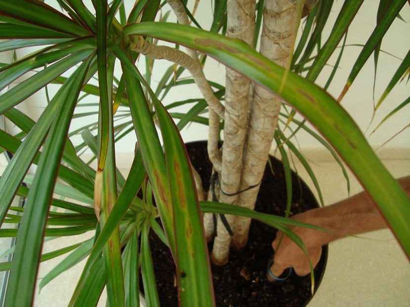 Drácena con las hojas dañadas por un problema de cultivo
