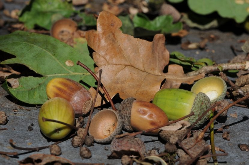 Bellotas de Quercus robur en la rama