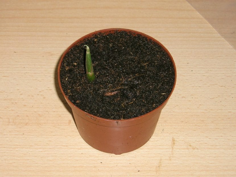 Cultivo de jengibre