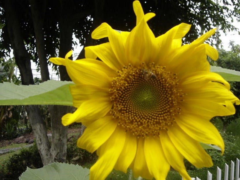 Cómo sembrar girasoles en casa paso a paso