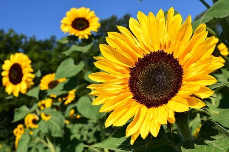 Girasol en flor con el capítulo amarillo abierto
