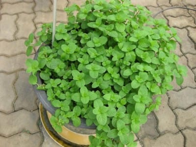 Mata de Mentha spicata
