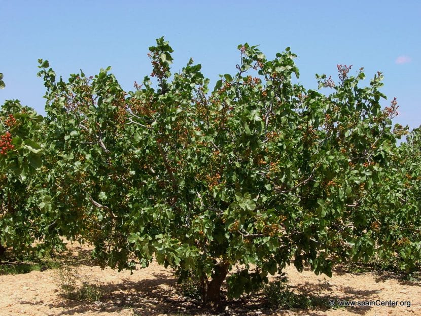 Racimo de pistachos madurando en la rama
