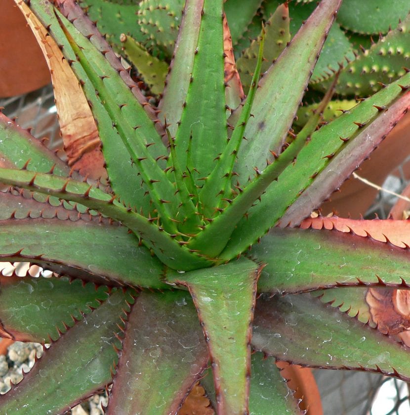 Aloe broomii var. tarkaensis, de hojas más estrechas